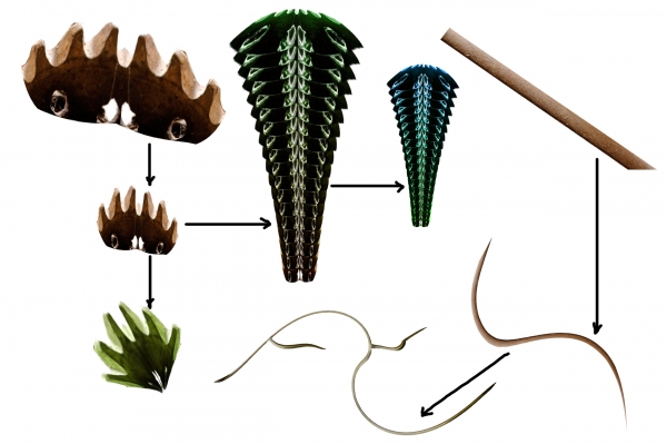 Creation of Species: Step 5